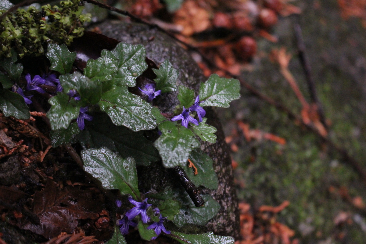 f:id:encyclopediaofweeds:20200503020634j:plain