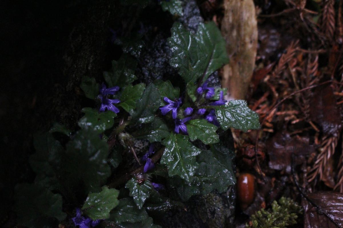 f:id:encyclopediaofweeds:20200503020707j:plain
