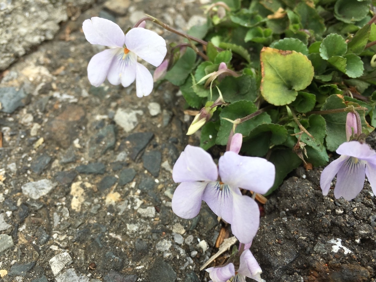 f:id:encyclopediaofweeds:20200503021616j:plain