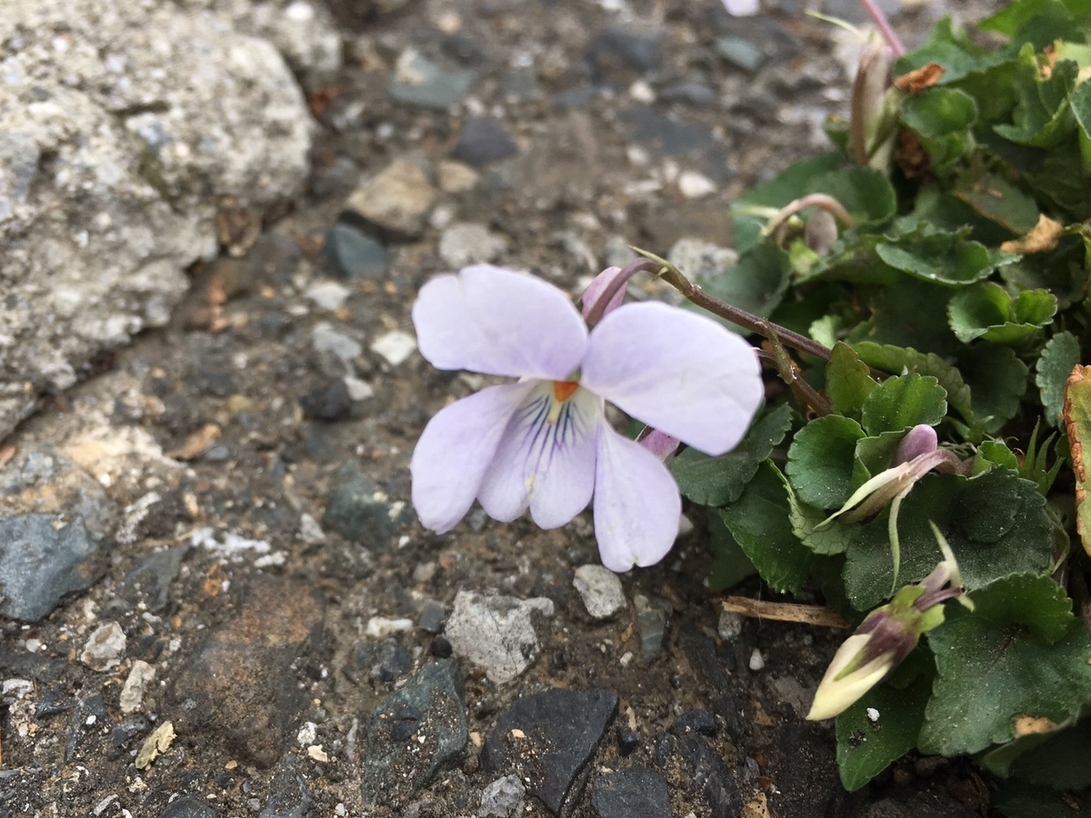 f:id:encyclopediaofweeds:20200503021622j:plain