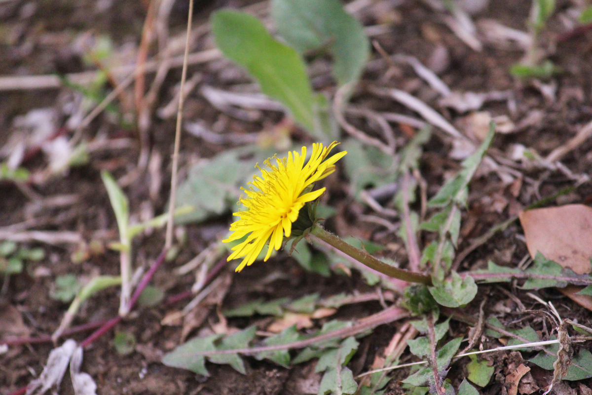 f:id:encyclopediaofweeds:20200503021942j:plain f:id:encyclopediaofweeds:20200503021942j:plain