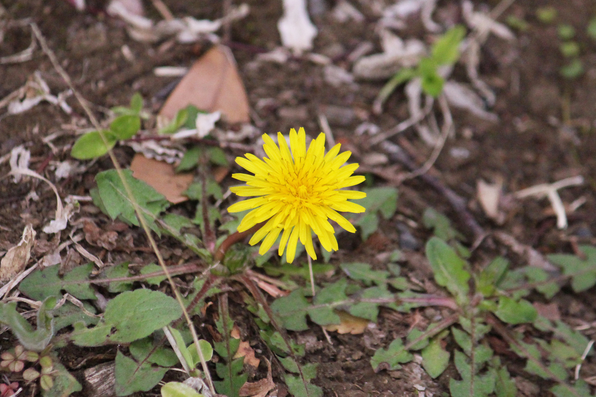 f:id:encyclopediaofweeds:20200503022006j:plain f:id:encyclopediaofweeds:20200503022006j:plain