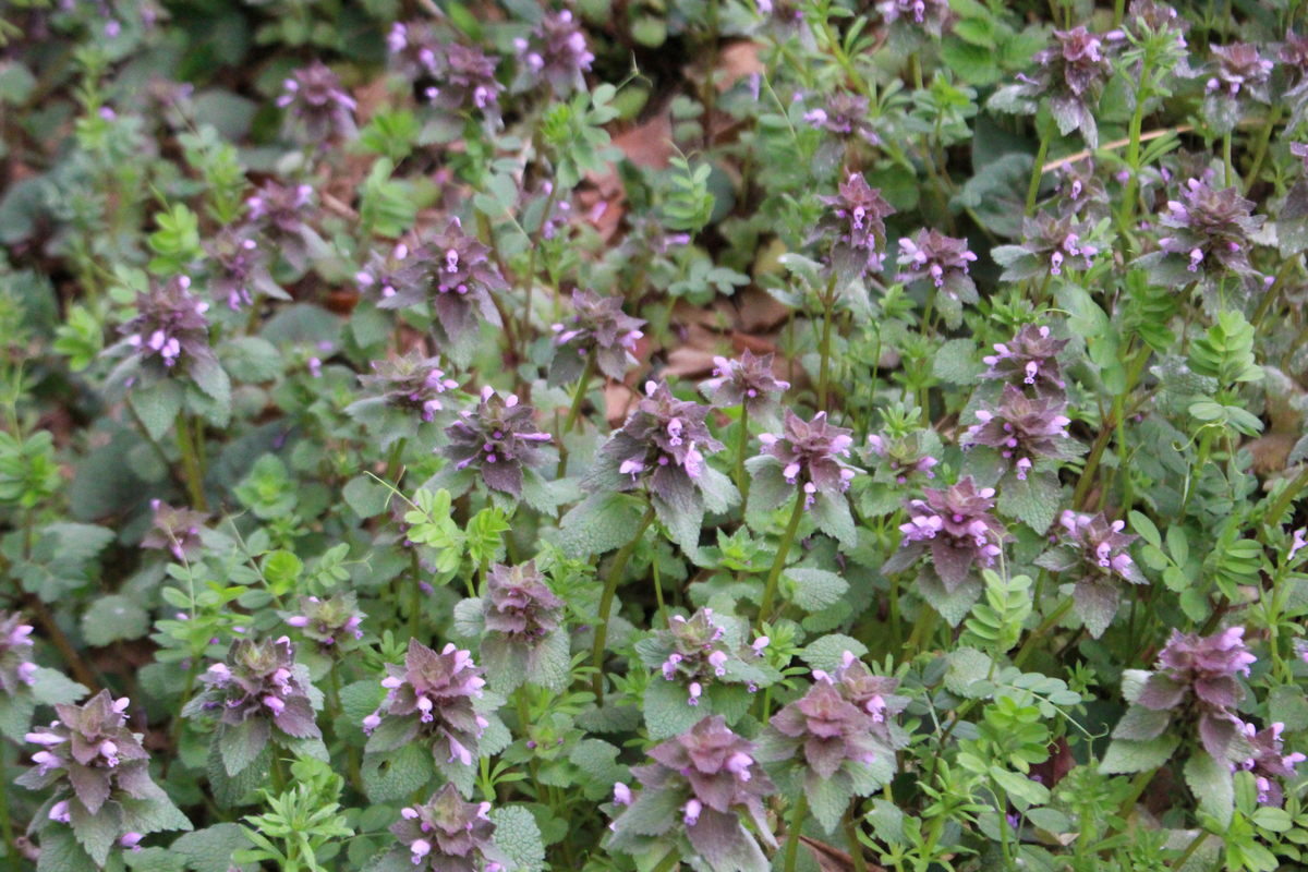 f:id:encyclopediaofweeds:20200503022712j:plain