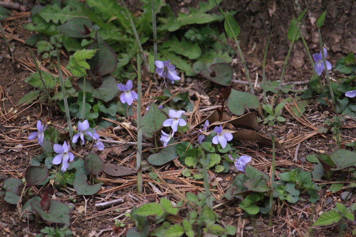 f:id:encyclopediaofweeds:20200503023104j:plain
