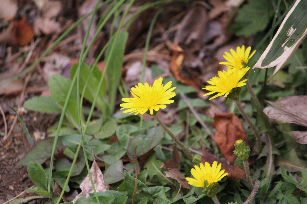 f:id:encyclopediaofweeds:20200503023223j:plain