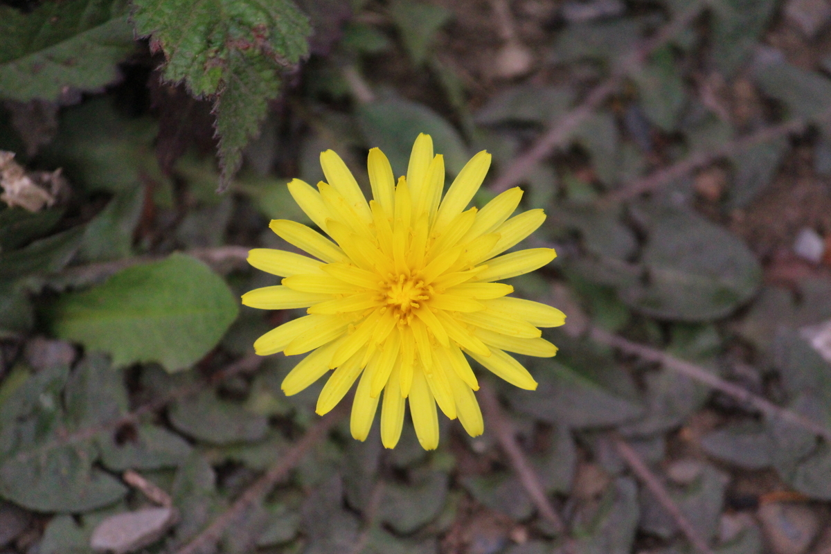 f:id:encyclopediaofweeds:20200503023246j:plain