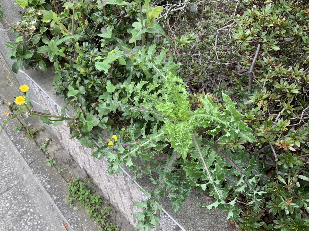 f:id:encyclopediaofweeds:20200504001245j:plain