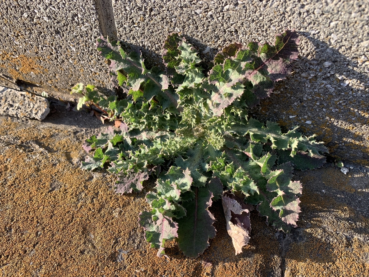 f:id:encyclopediaofweeds:20200504001628j:plain