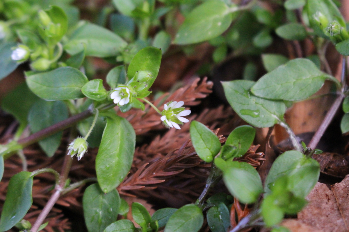 f:id:encyclopediaofweeds:20200504005243j:plain
