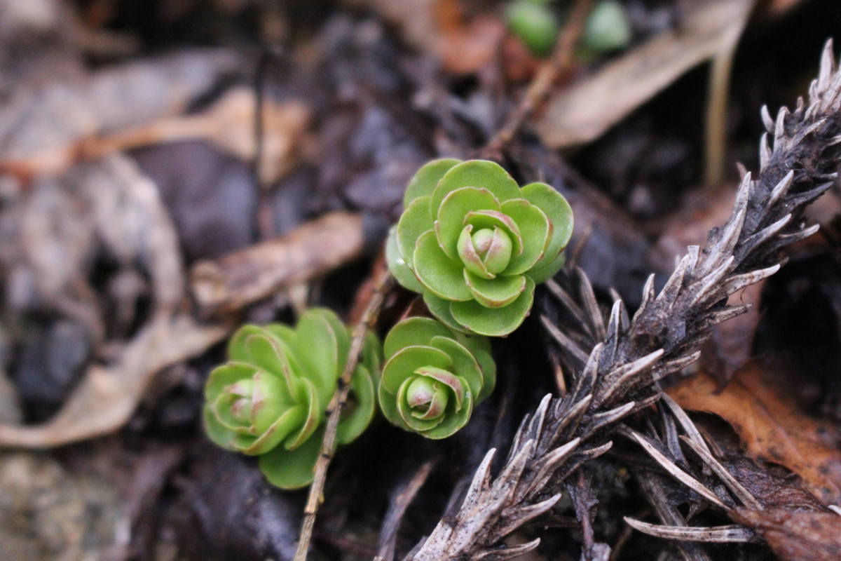 f:id:encyclopediaofweeds:20200504010307j:plain