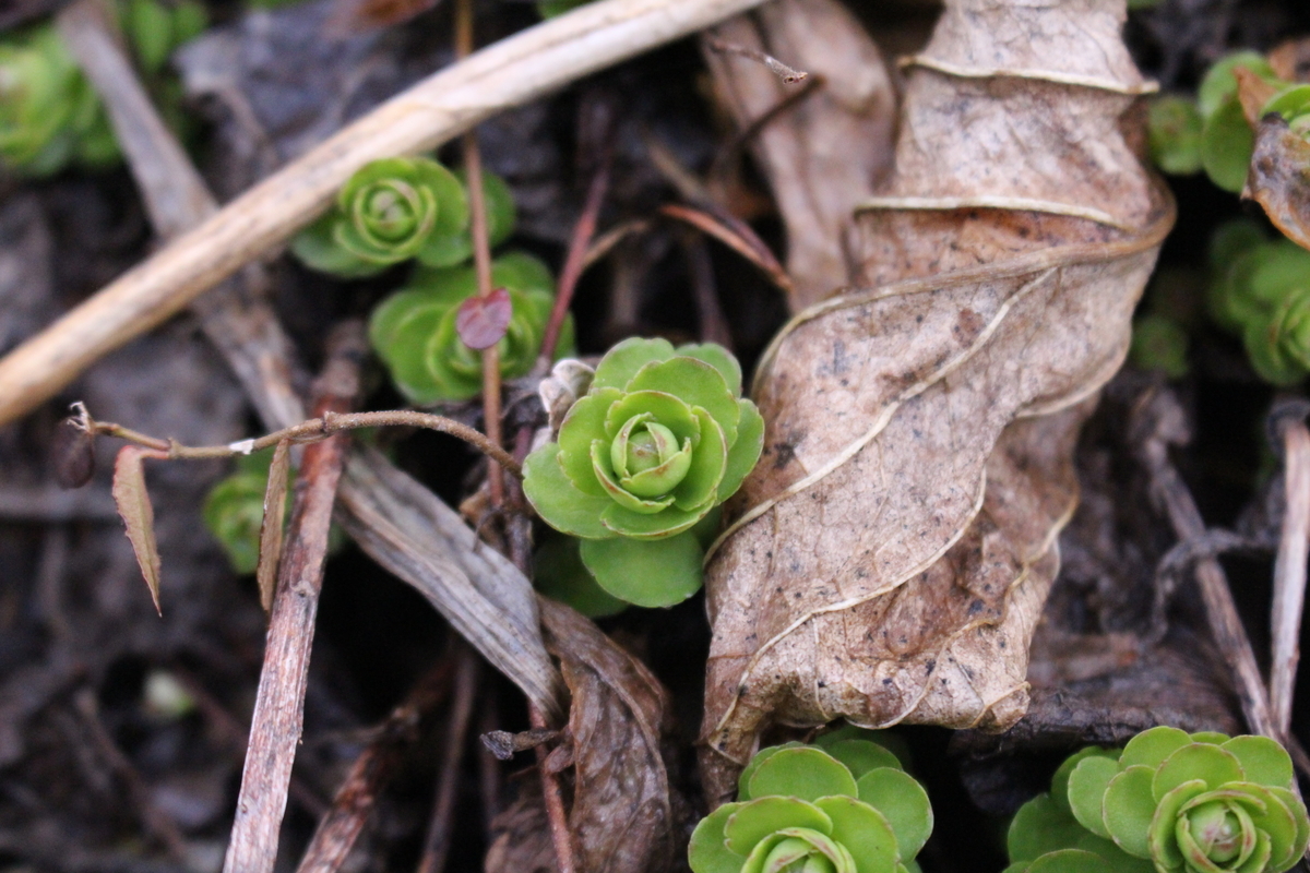 f:id:encyclopediaofweeds:20200504010325j:plain
