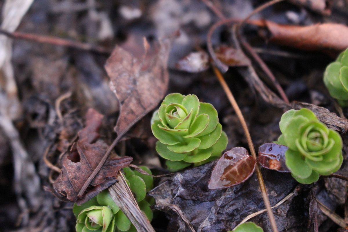 f:id:encyclopediaofweeds:20200504010347j:plain