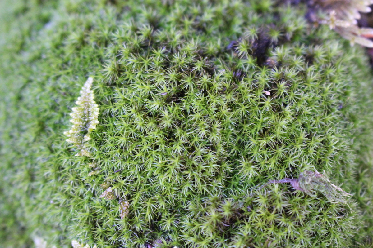 f:id:encyclopediaofweeds:20200504235141j:plain