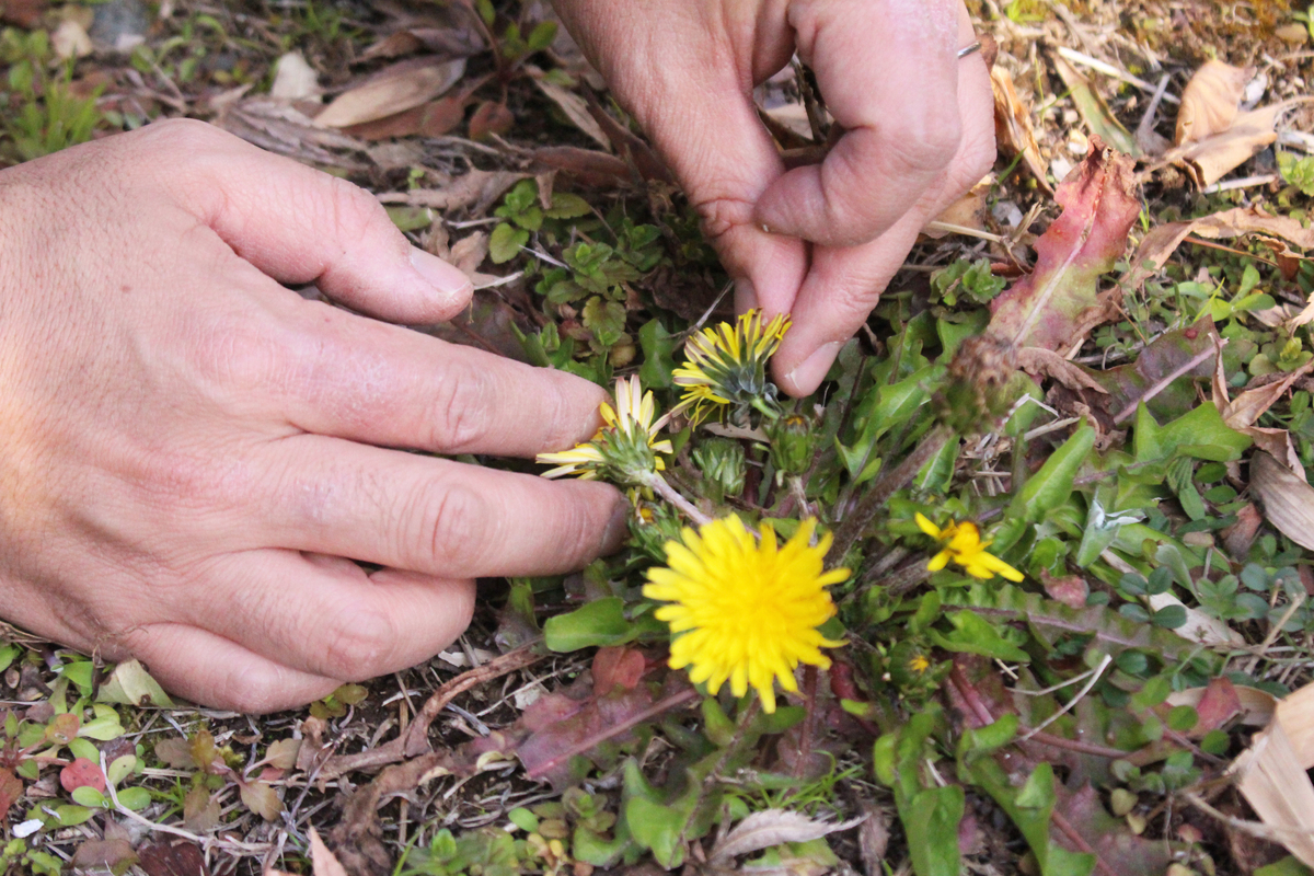 f:id:encyclopediaofweeds:20200505024857j:plain