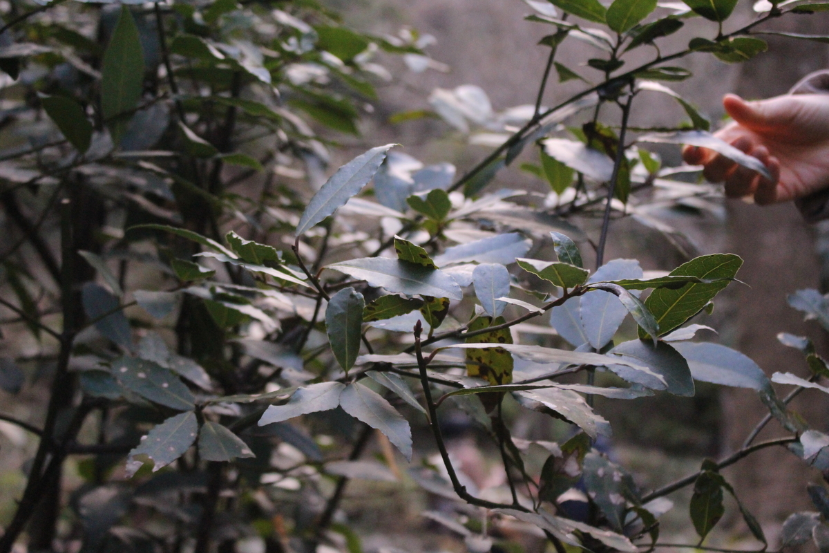 f:id:encyclopediaofweeds:20200505032847j:plain