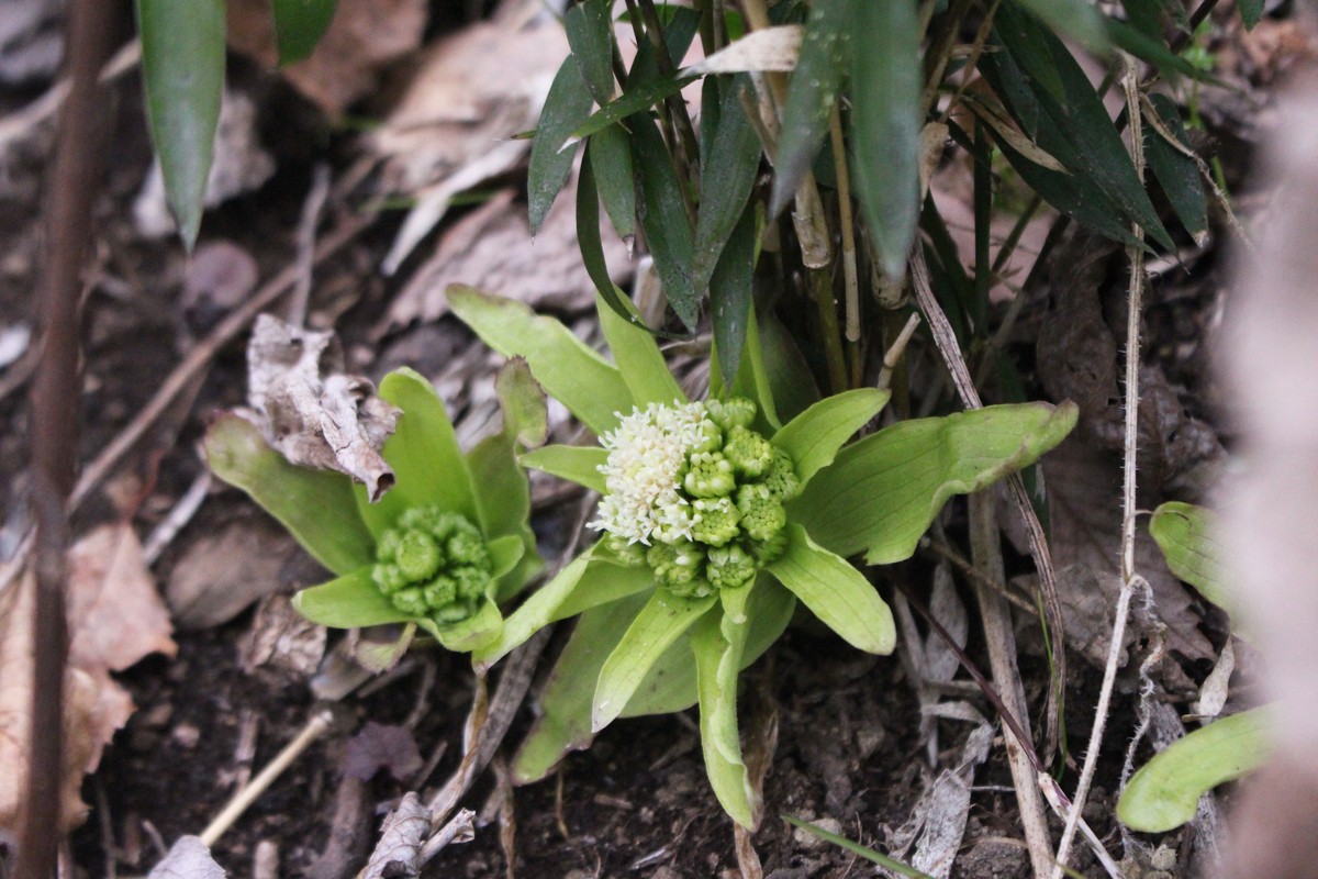f:id:encyclopediaofweeds:20200505034314j:plain