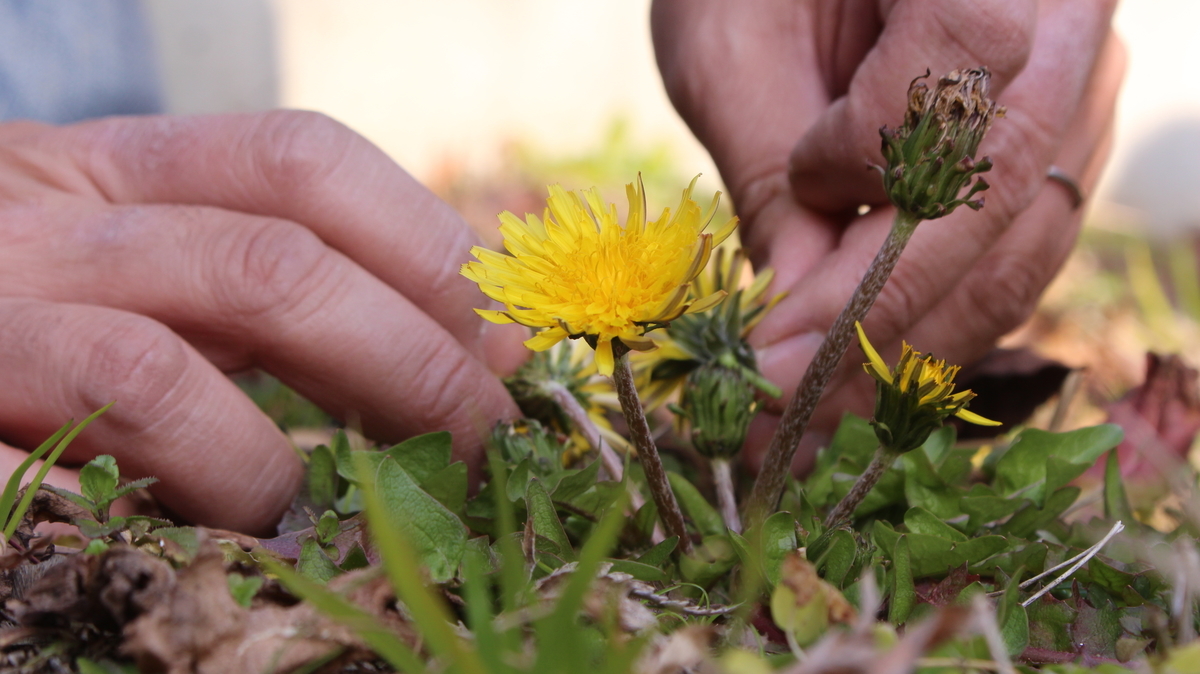 f:id:encyclopediaofweeds:20200505225501j:plain