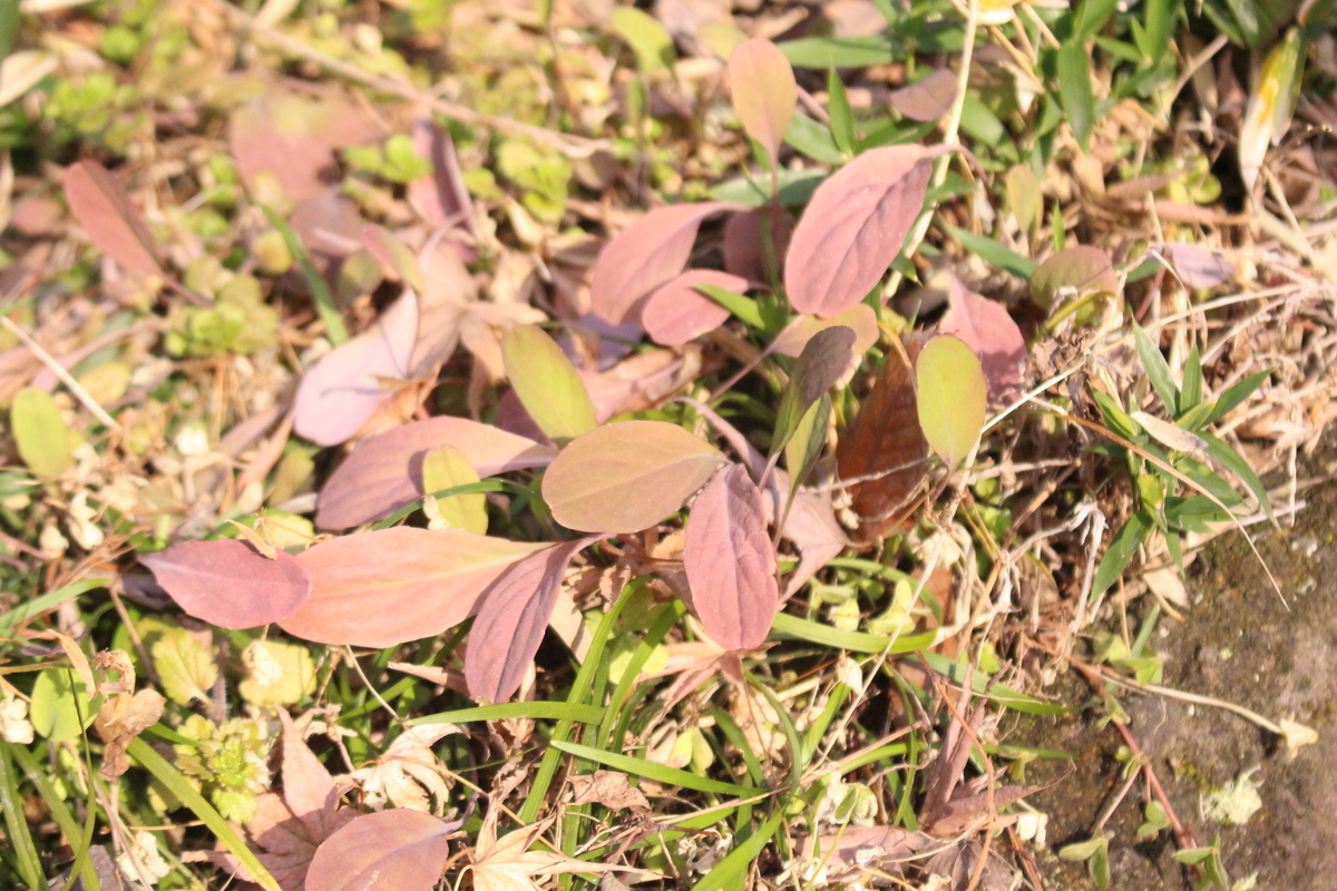 f:id:encyclopediaofweeds:20200505225754j:plain