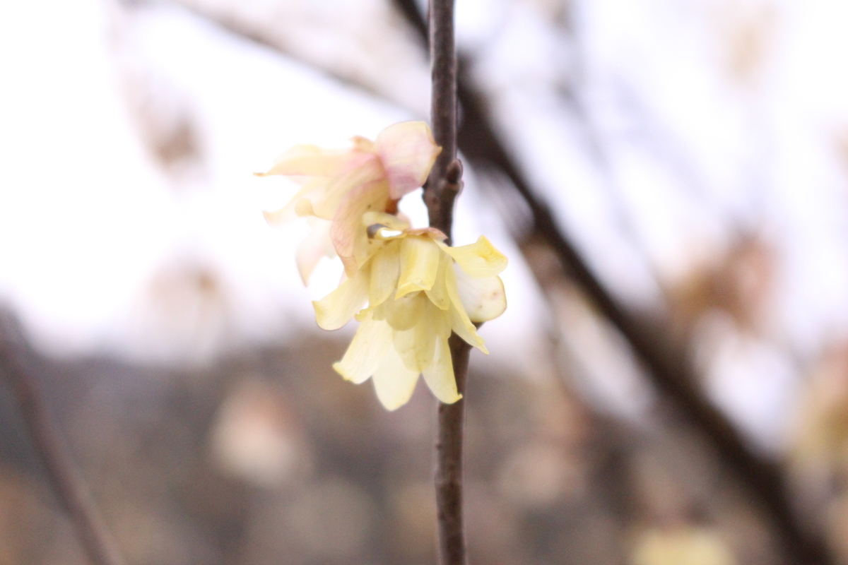 f:id:encyclopediaofweeds:20200505231137j:plain