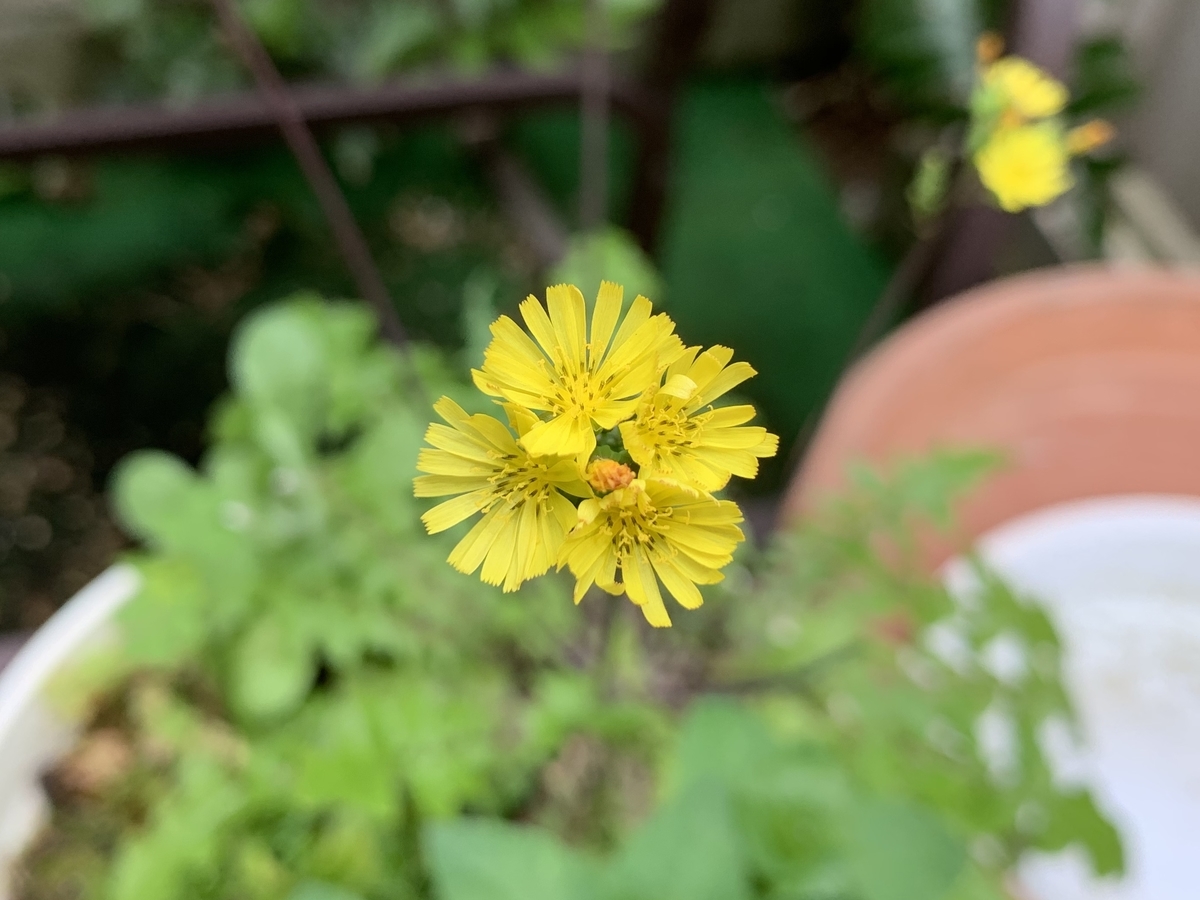f:id:encyclopediaofweeds:20200506175451j:plain