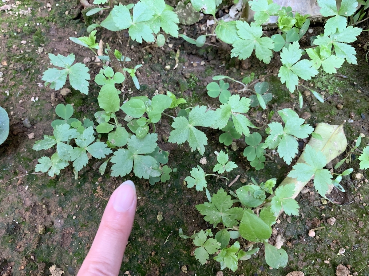 f:id:encyclopediaofweeds:20200506180013j:plain