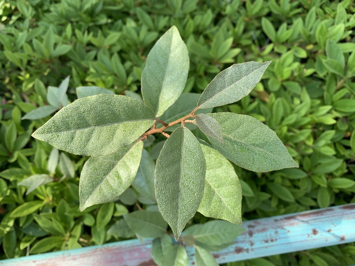 f:id:encyclopediaofweeds:20200506200908j:plain