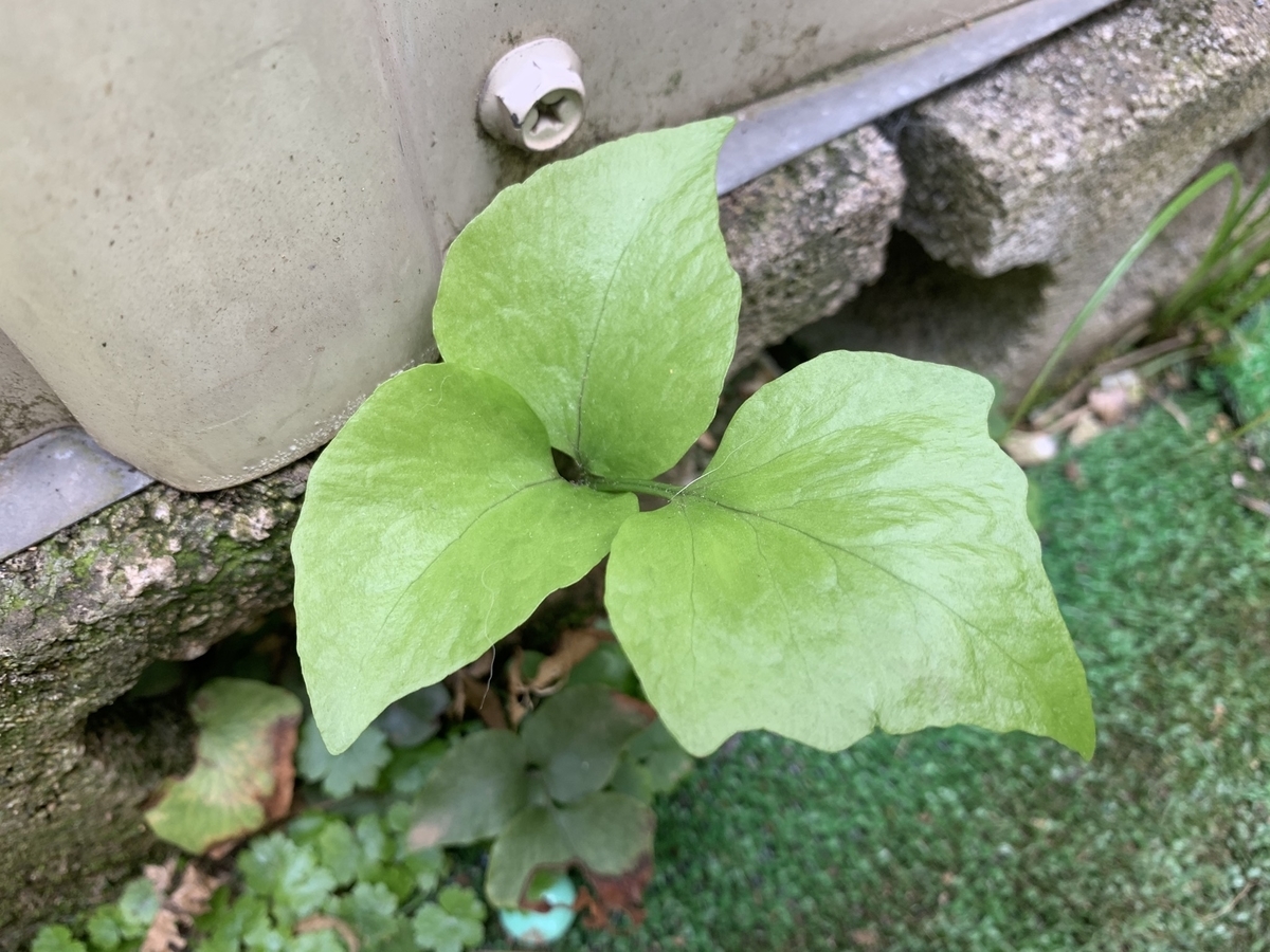 f:id:encyclopediaofweeds:20200506201427j:plain f:id:encyclopediaofweeds:20200506201427j:plain