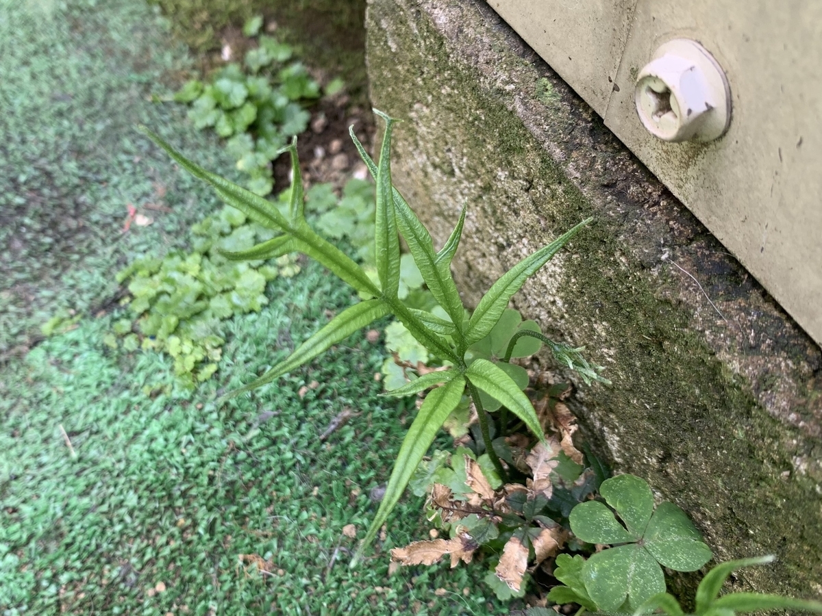 f:id:encyclopediaofweeds:20200506201502j:plain f:id:encyclopediaofweeds:20200506201502j:plain