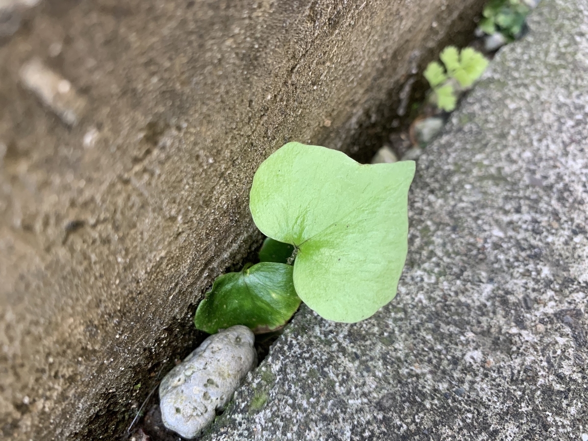 f:id:encyclopediaofweeds:20200508004045j:plain f:id:encyclopediaofweeds:20200508004045j:plain