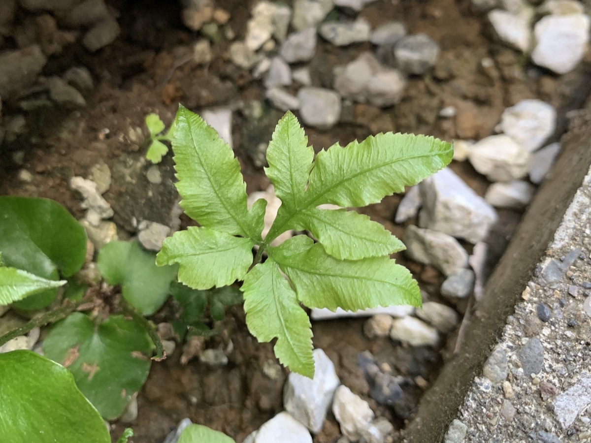 f:id:encyclopediaofweeds:20200508004133j:plain f:id:encyclopediaofweeds:20200508004133j:plain