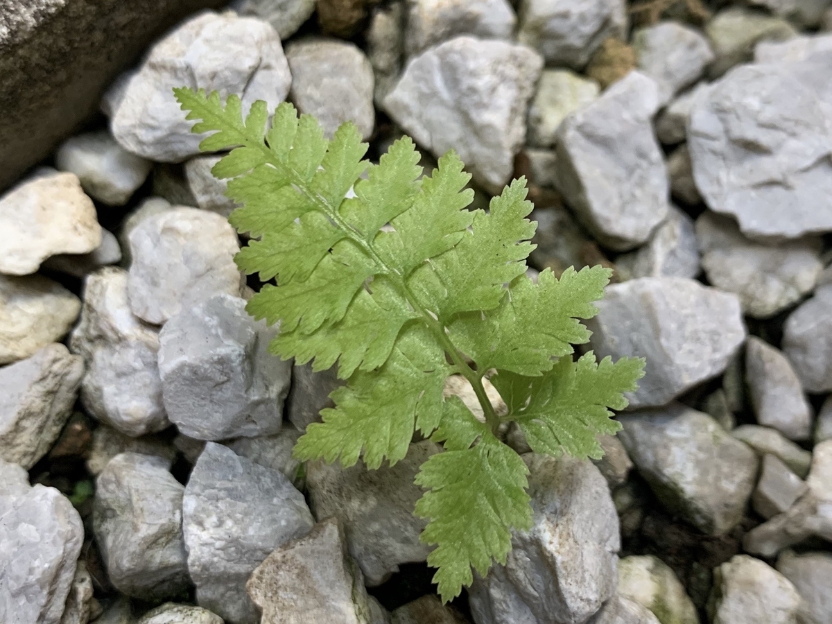 f:id:encyclopediaofweeds:20200508004244j:plain f:id:encyclopediaofweeds:20200508004244j:plain