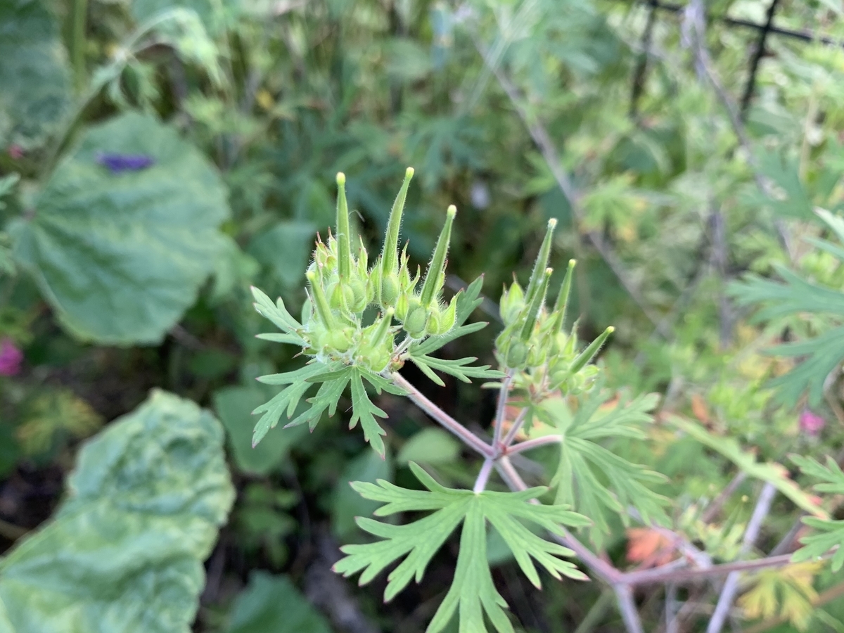 f:id:encyclopediaofweeds:20200508004942j:plain
