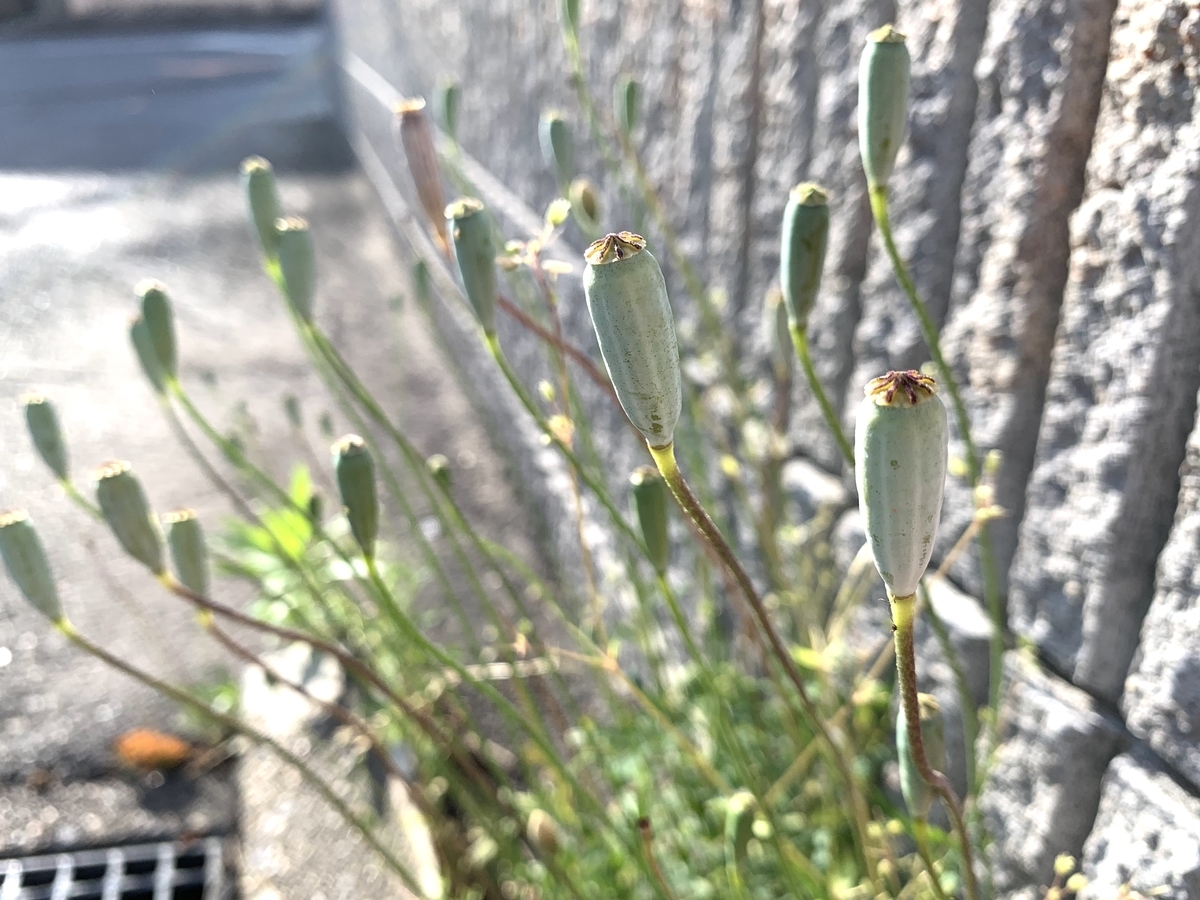 f:id:encyclopediaofweeds:20200508005650j:plain