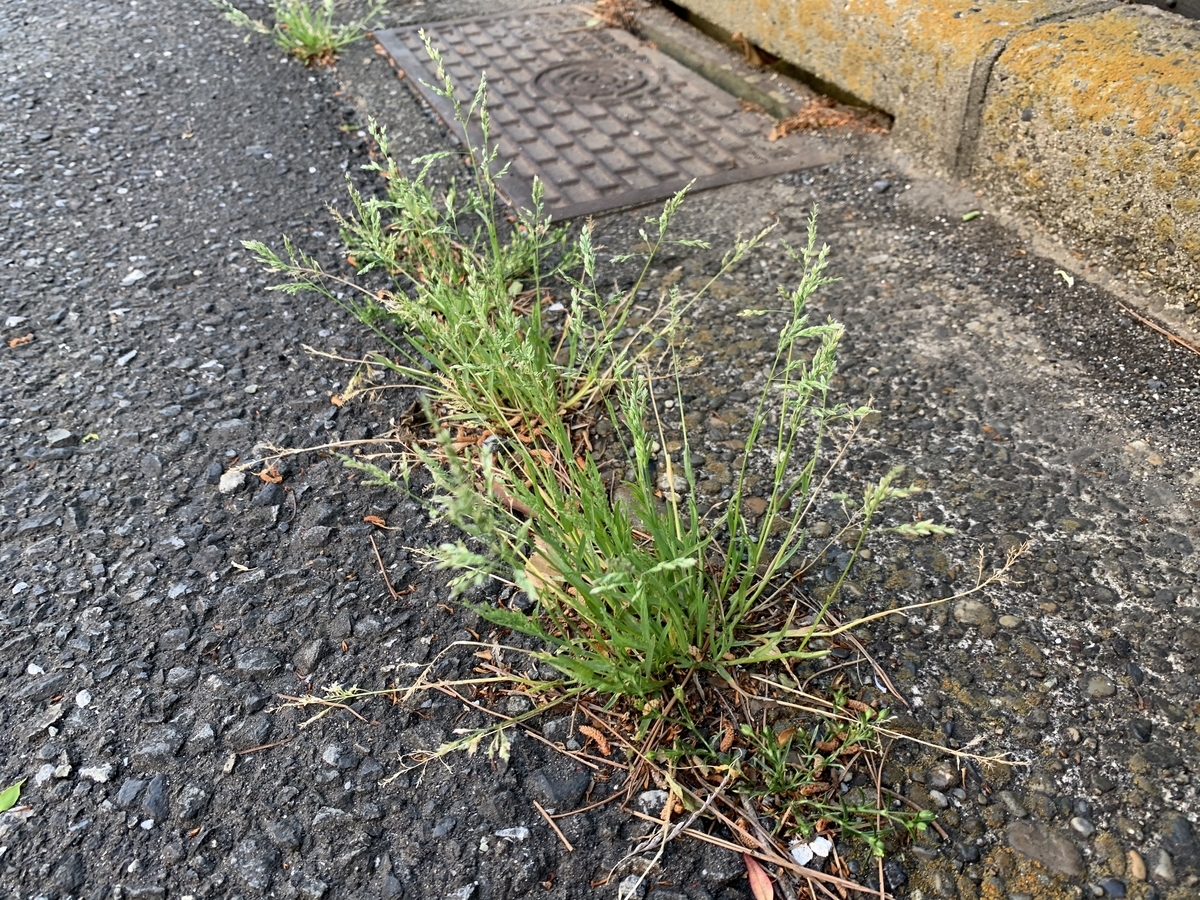 f:id:encyclopediaofweeds:20200508010311j:plain f:id:encyclopediaofweeds:20200508010311j:plain