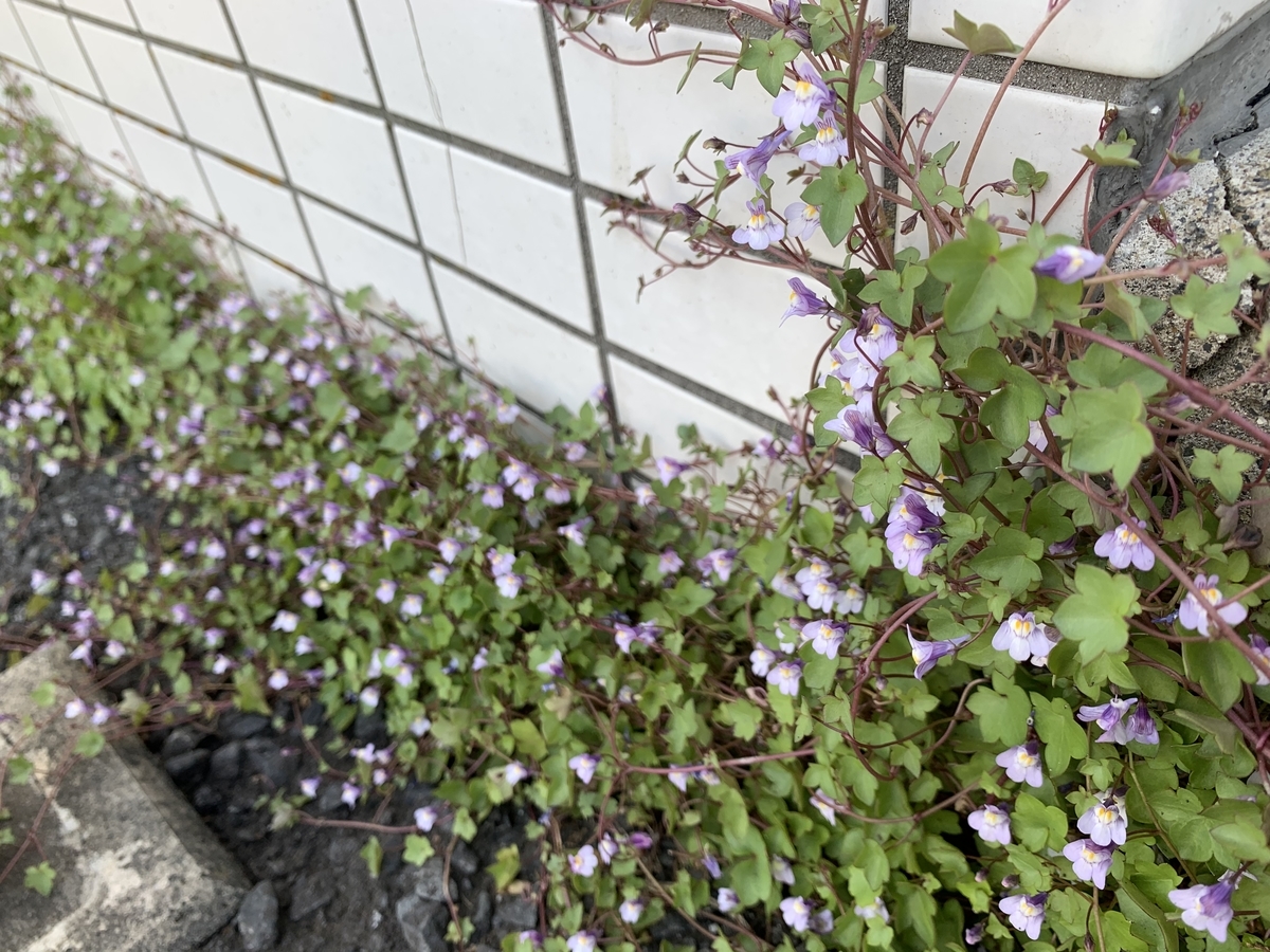 f:id:encyclopediaofweeds:20200508010429j:plain