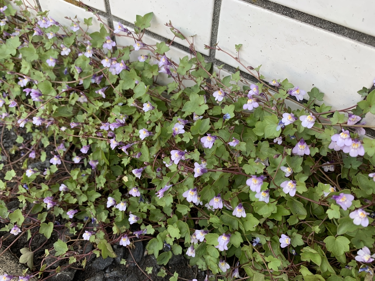 f:id:encyclopediaofweeds:20200508010432j:plain