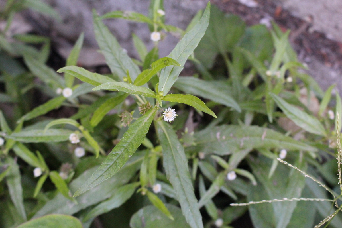 f:id:encyclopediaofweeds:20200508220614j:plain