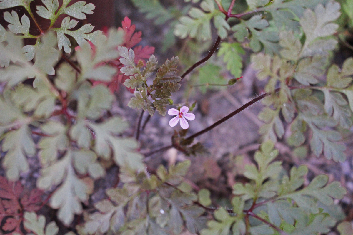 f:id:encyclopediaofweeds:20200508222506j:plain