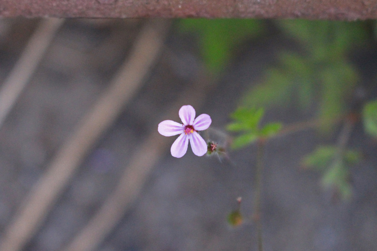 f:id:encyclopediaofweeds:20200508222526j:plain
