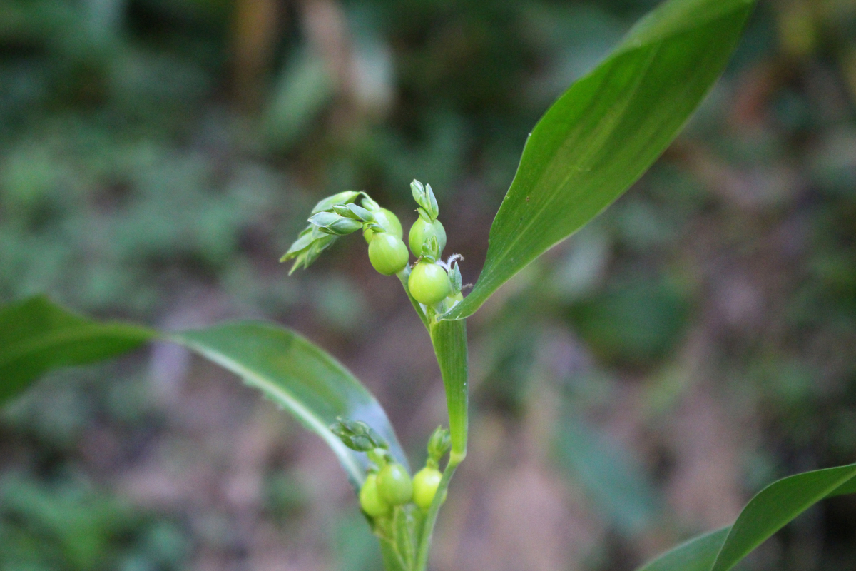 f:id:encyclopediaofweeds:20200508224847j:plain