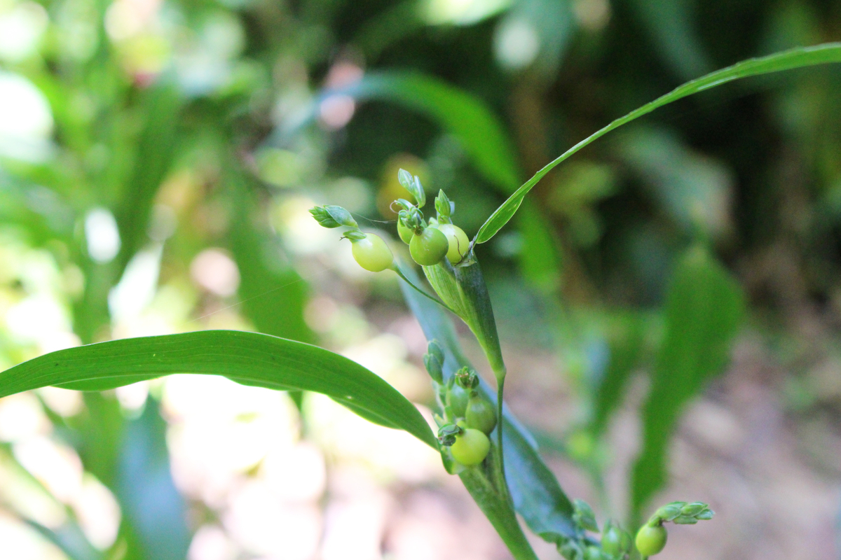 f:id:encyclopediaofweeds:20200508224907j:plain