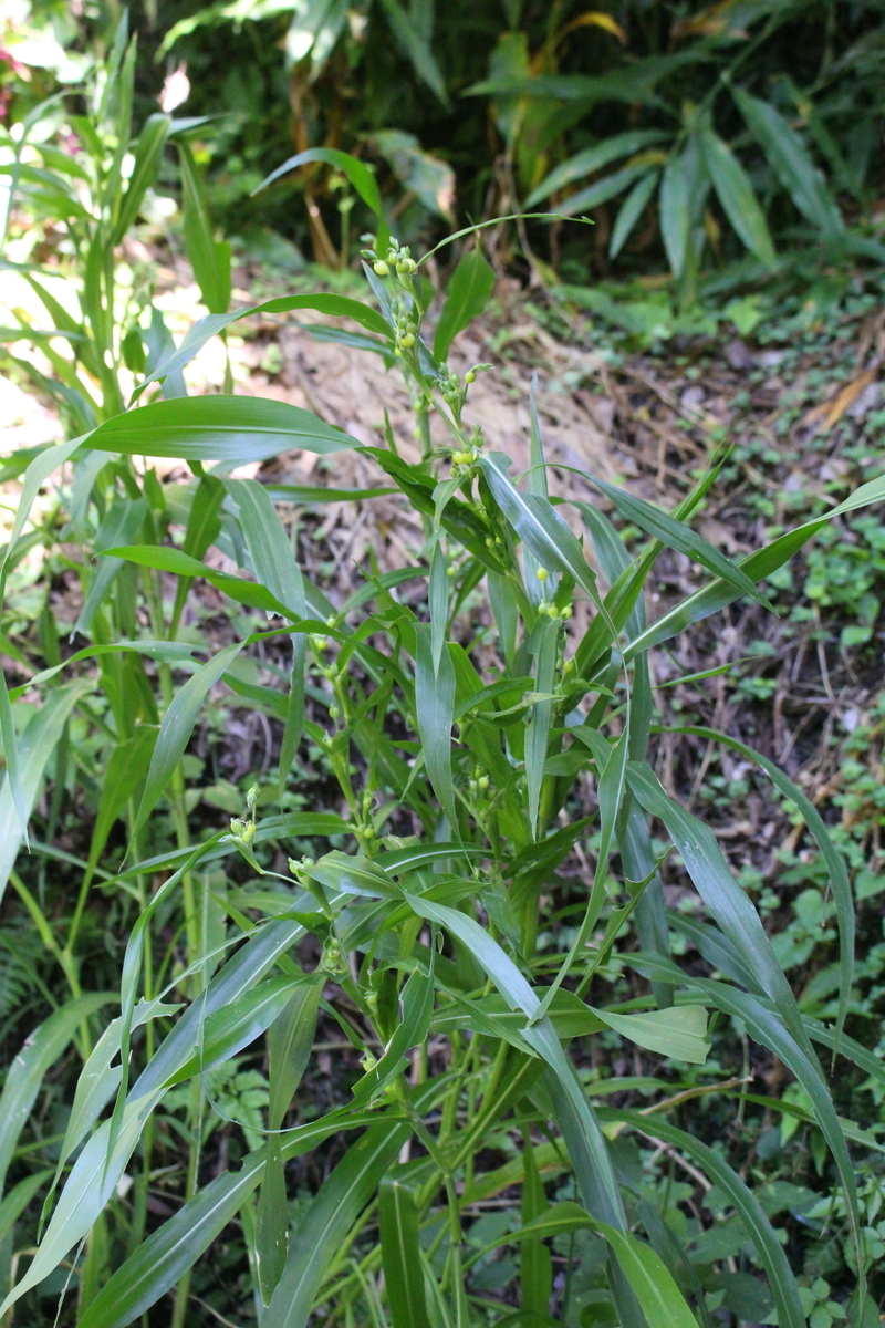 f:id:encyclopediaofweeds:20200508225041j:plain