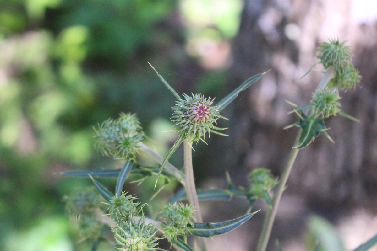 f:id:encyclopediaofweeds:20200508225748j:plain f:id:encyclopediaofweeds:20200508225748j:plain