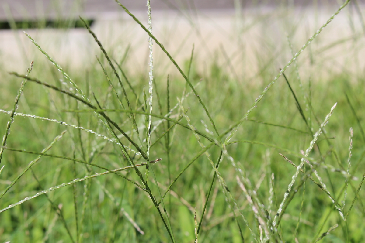 f:id:encyclopediaofweeds:20200508232749j:plain
