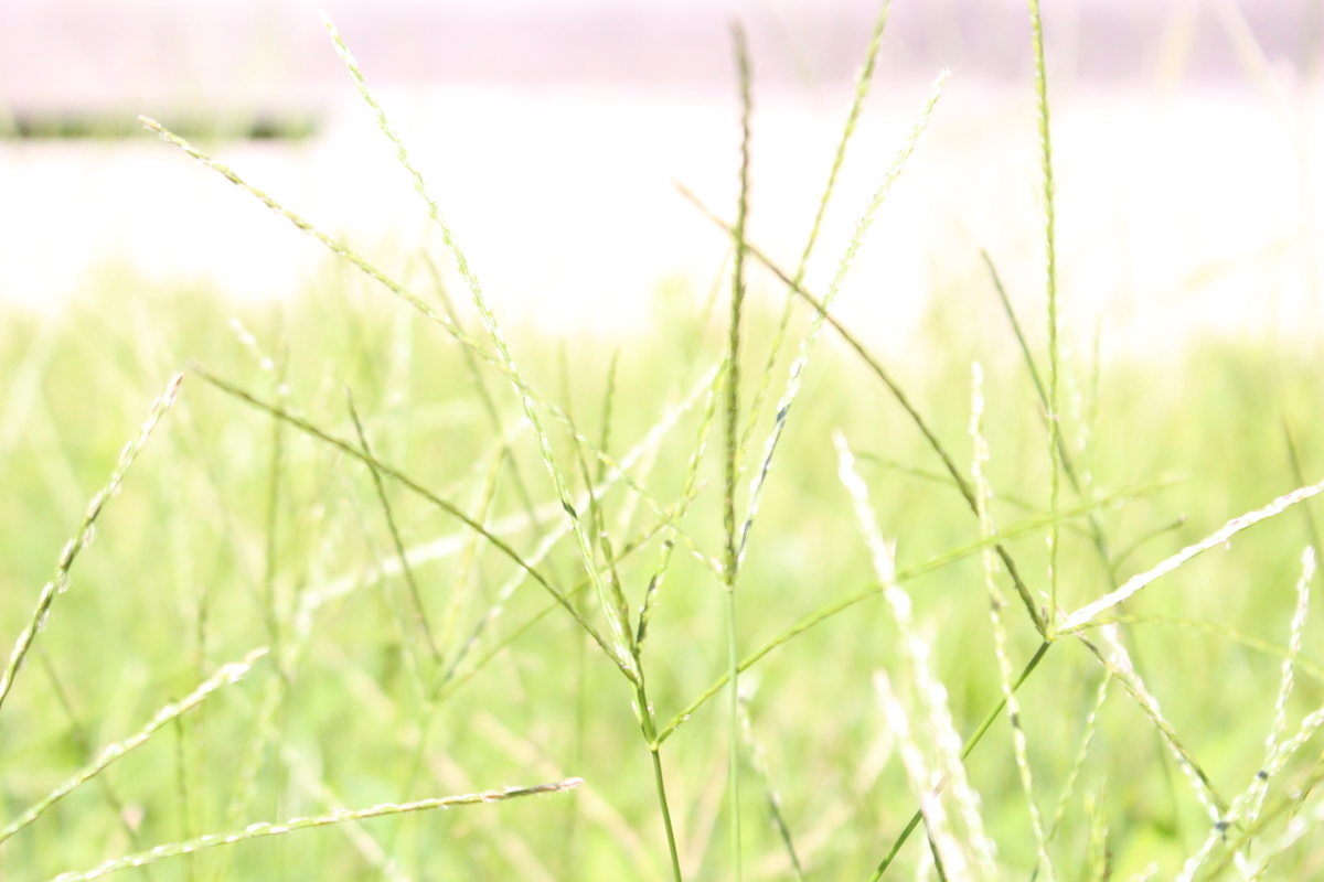 f:id:encyclopediaofweeds:20200508232809j:plain