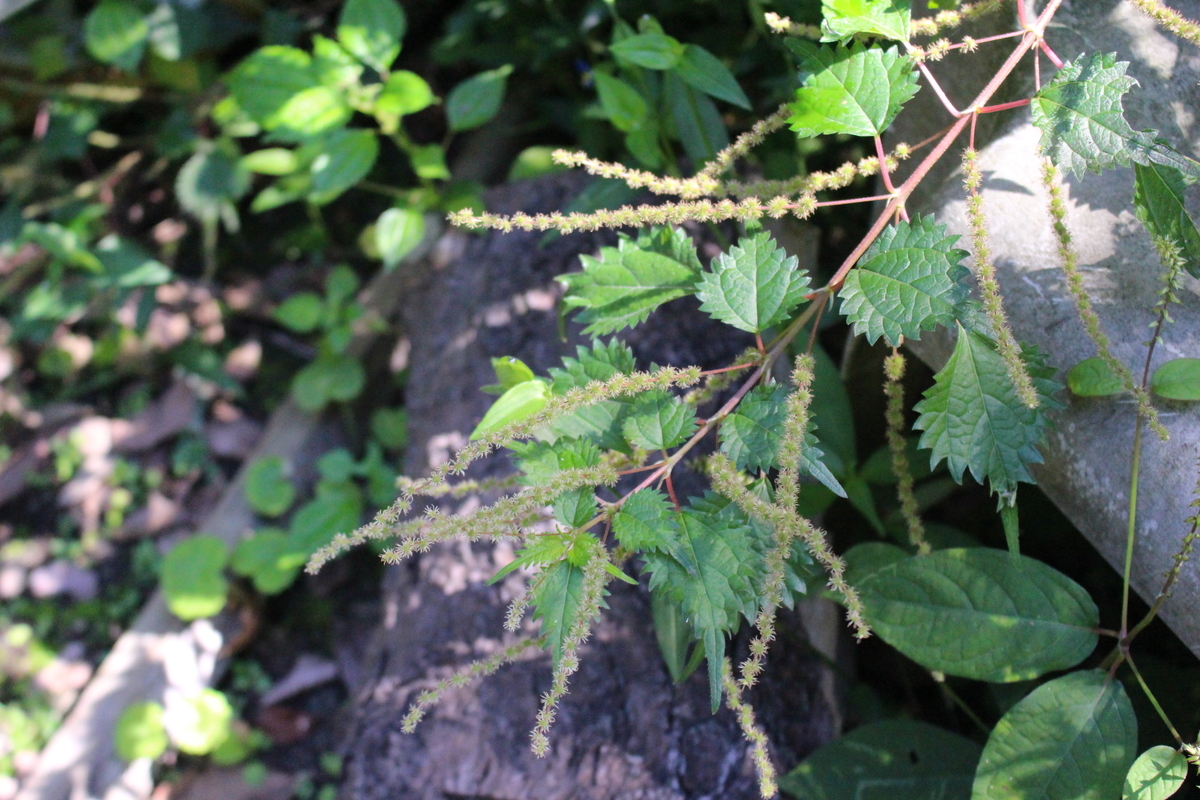 f:id:encyclopediaofweeds:20200508235421j:plain