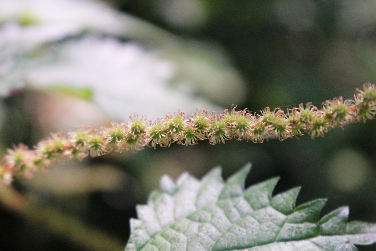 f:id:encyclopediaofweeds:20200508235449j:plain