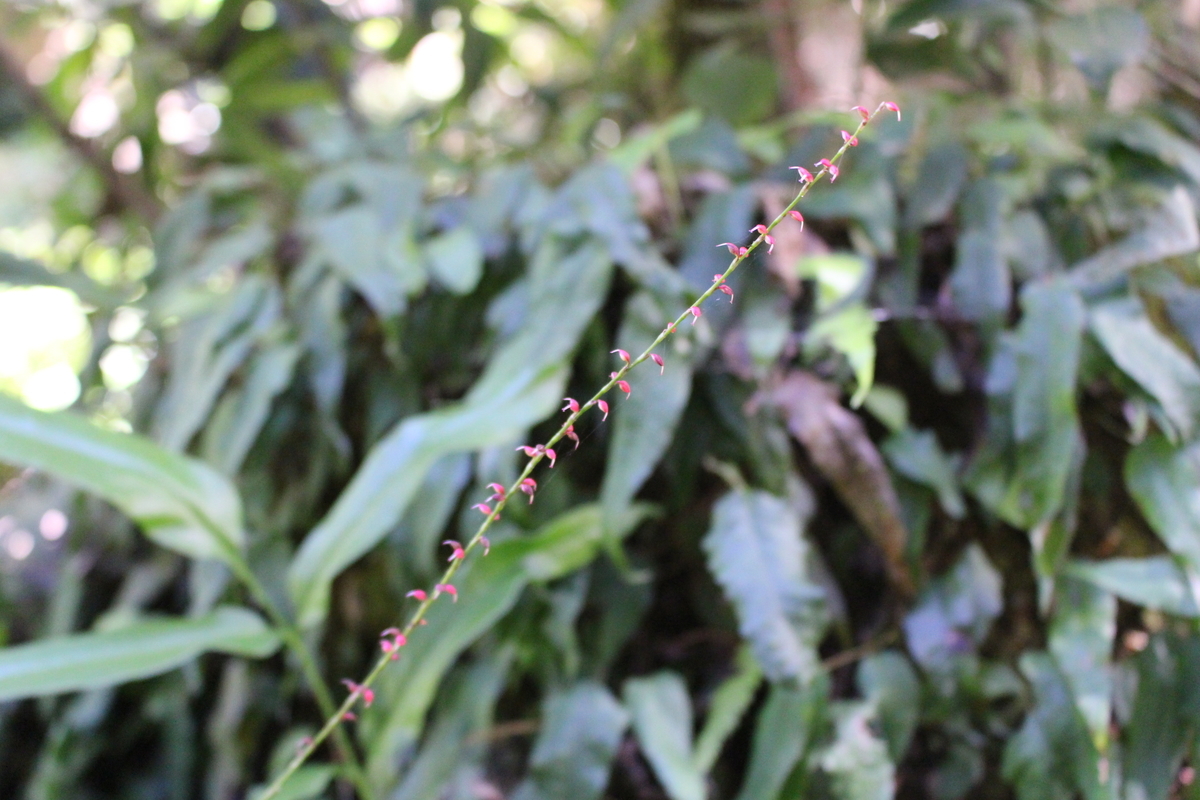 f:id:encyclopediaofweeds:20200508235901j:plain