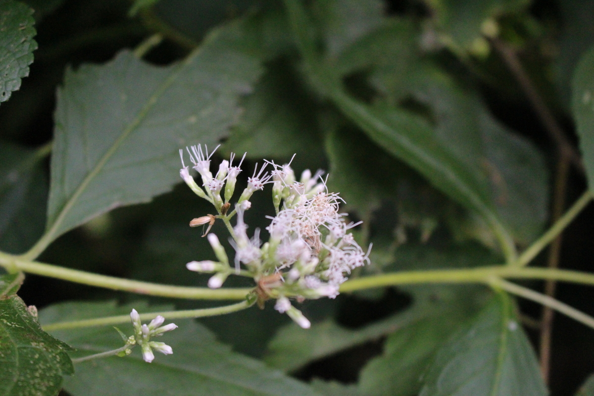 f:id:encyclopediaofweeds:20200509003850j:plain
