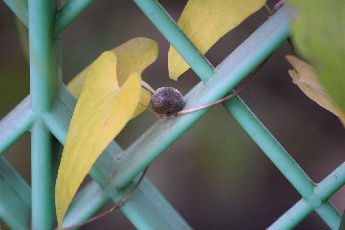 f:id:encyclopediaofweeds:20200509005424j:plain